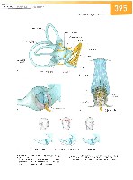 Sobotta Atlas of Human Anatomy  Head,Neck,Upper Limb Volume1 2006, page 402